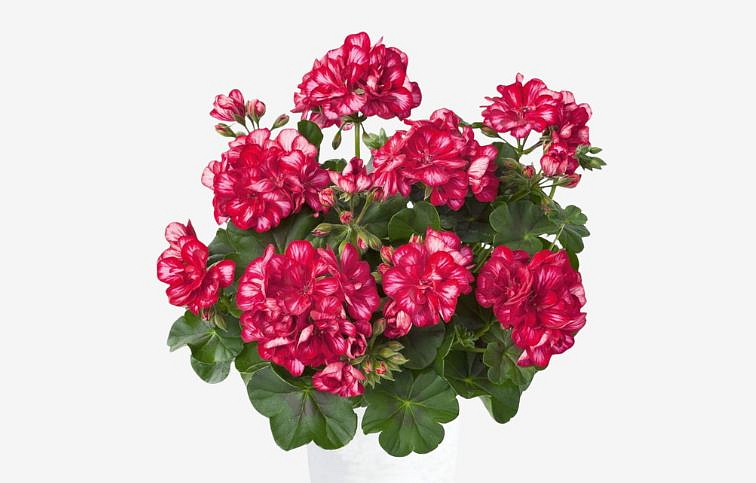 Muškát previsnutý Sunflorix Red with White - Pelargonia, kont. 0,5 l