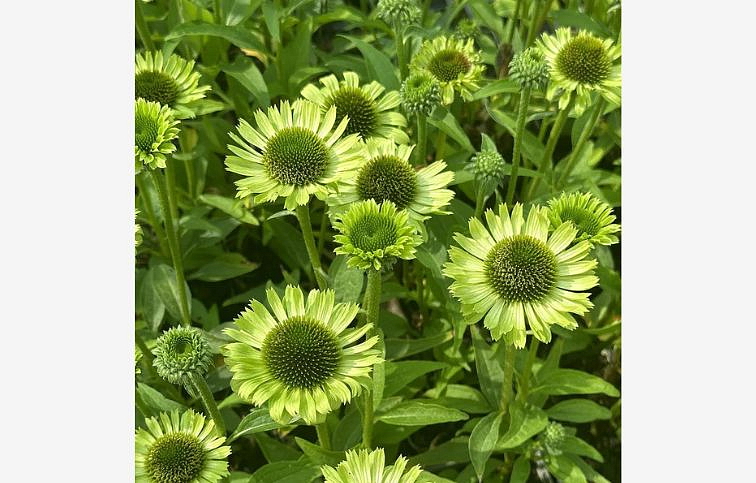 Echinacea purpurová Green Jewel, kont. 1 l
