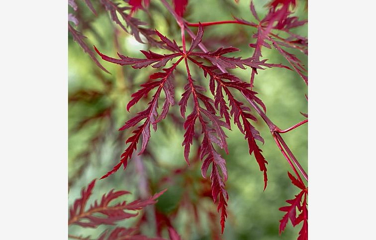 Javor dlaňolistý DISSECTUM GARNET 50-60 cm minikmeň, kont. 7 l