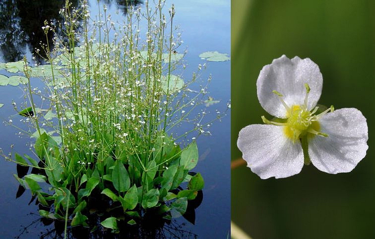 Žabník skorocelový - Alisma plantago-aquatica, kont. p9