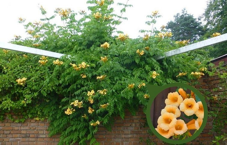 Trúbkovec koreňujúci Flava 150-175 cm, kont. 3 l
