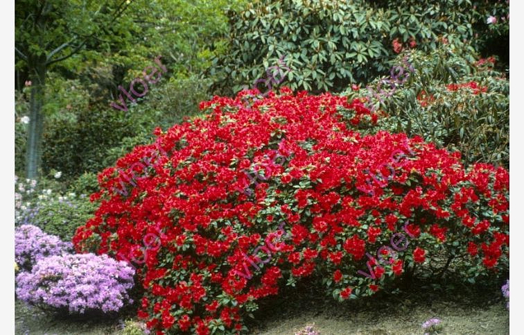 Rododendron Scarlet Wonder 10-20 cm, kont. p17