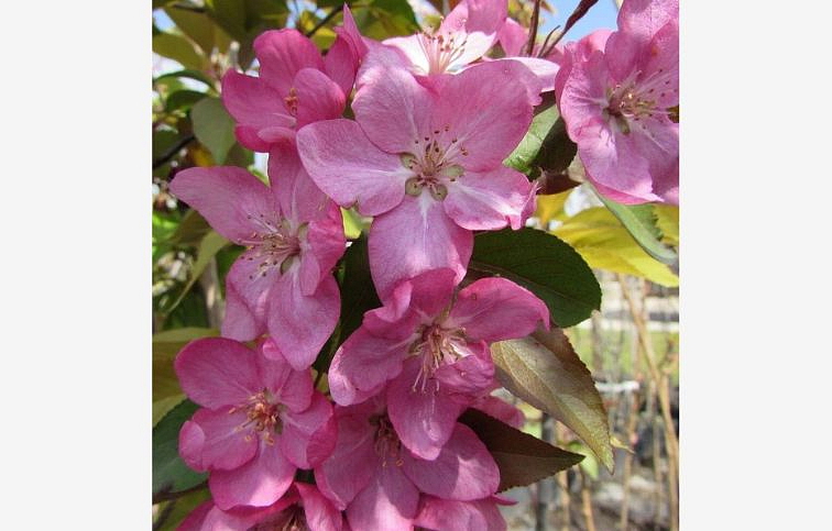 Okrasná jabloň Ola 130-160 cm, kont. C4