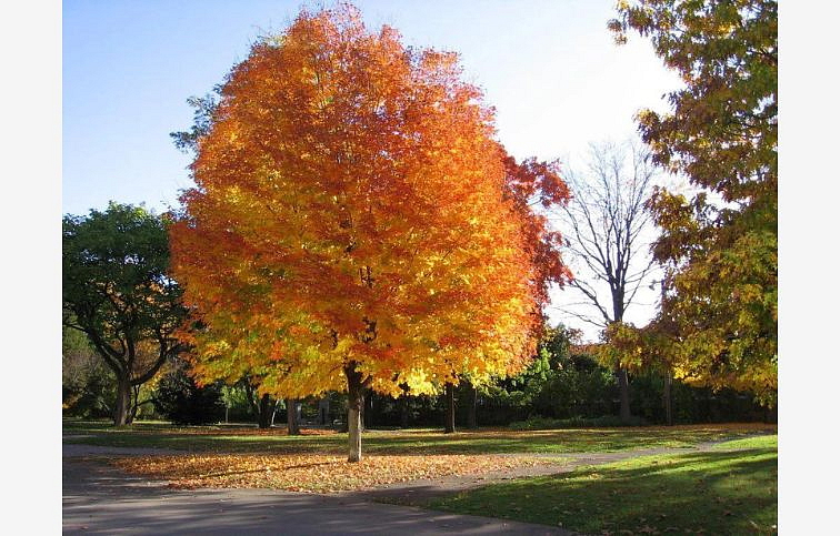 Javor mliečny 300-400 cm, obvod kmeňa 12-14cm, kont. 45 l