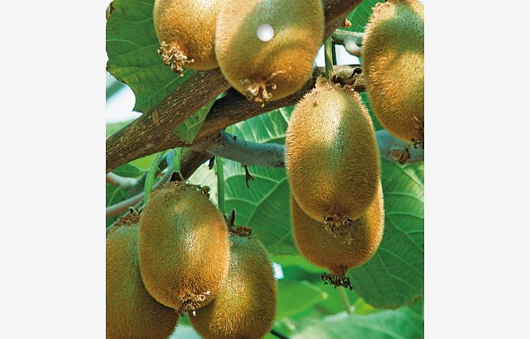 Kiwi Jenny samoopelivé 15-20 cm, kont. 0,5 l