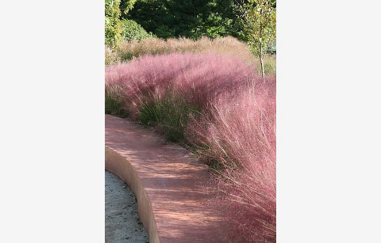 Texaská tráva - Muhlenbergia capillaris, kont. 0,5 l