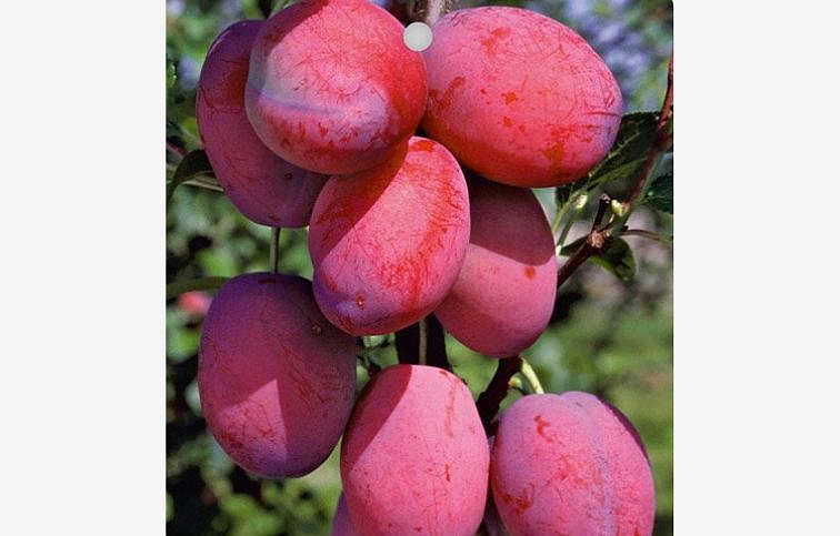 Slivka Čačanská raná, podp. Alycza, voľnok.