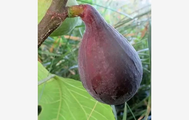 Figovník Portogallo na 80-100cm kmienku, výška 150-180cm, obv. km. 6-8cm, kont. 10 l