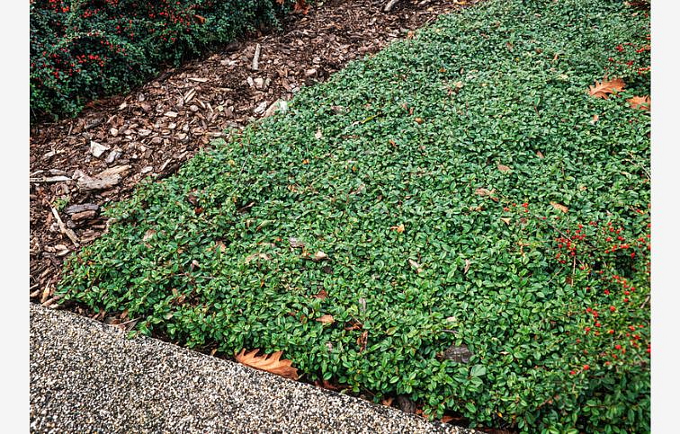 Skalník dammerov Major, kont. 2 l