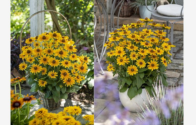 Rudbekia SmileyZ Cheerful - Rudbeckia, kont. 1 l