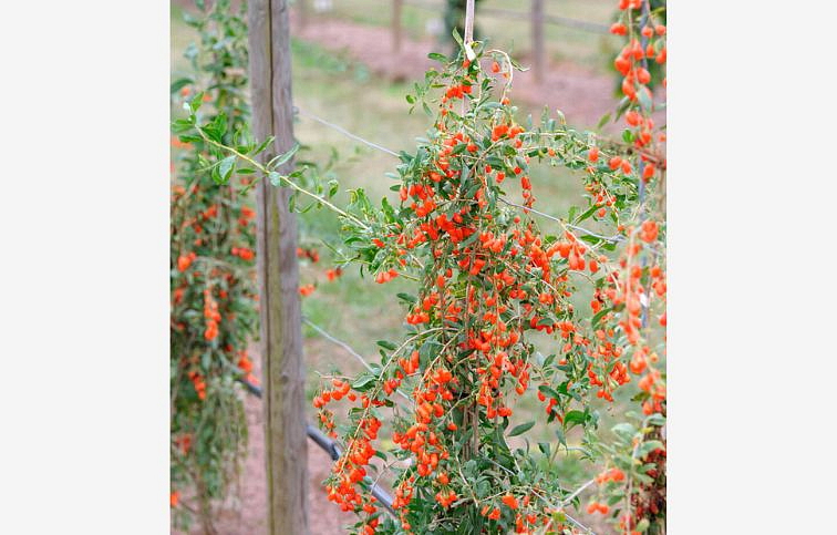 Kustovnica čínska Sweet Success - Goji 40-60cm, kont. 2 l