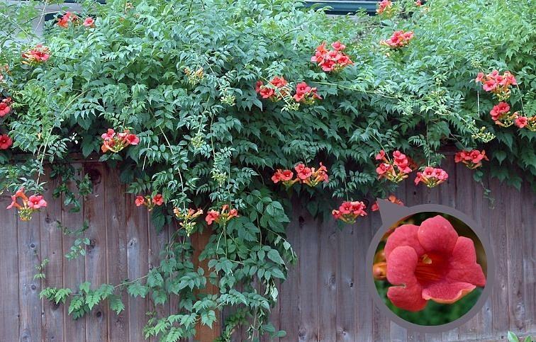 Trúbkovec koreňujúci 50-70cm, kont. p15