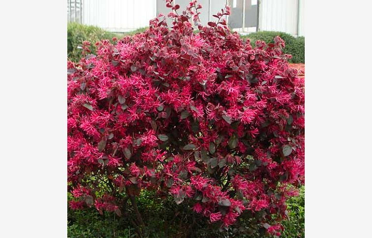 Loropetalum čínske Black Pearl 30-50cm, kont. 9 l