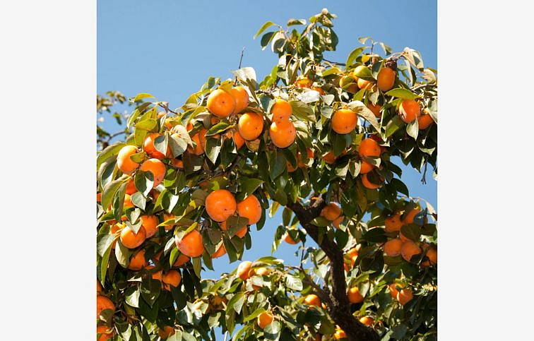 Hurmikaki Tipo na cca 90cm kmeni, v. 170-200cm, obvod kmeňa 6-8cm, kont. 10 l