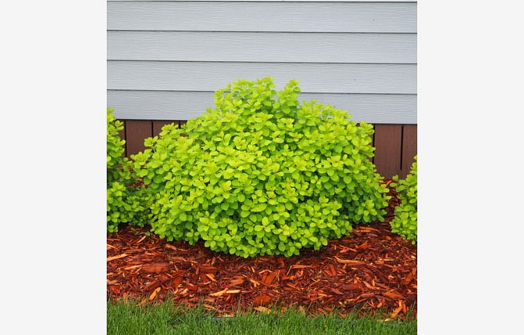 Tavoľník brezolistý Tor Gold 20-30cm - Spiraea betulifolia kont. 2 l