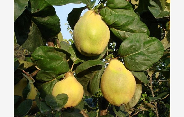 Dula Vranja podpník semenáč, voľnok.