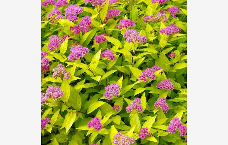 Tavoľník japonský Golden Princess 10-20cm - Spiraea japonica kont. 2 l