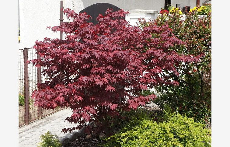 Javor dlaňovitolistý FIRE GLOW 80-100 cm, kont. 5 l