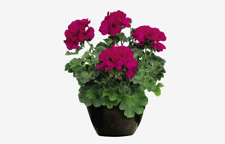 Muškát medzidruhový Champion Neon - Pelargonium, kont. 0,7 l