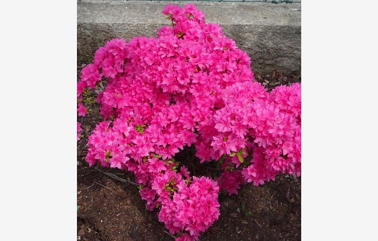 Azalka japonská Kermesina 50-70 cm, kont. 5 l