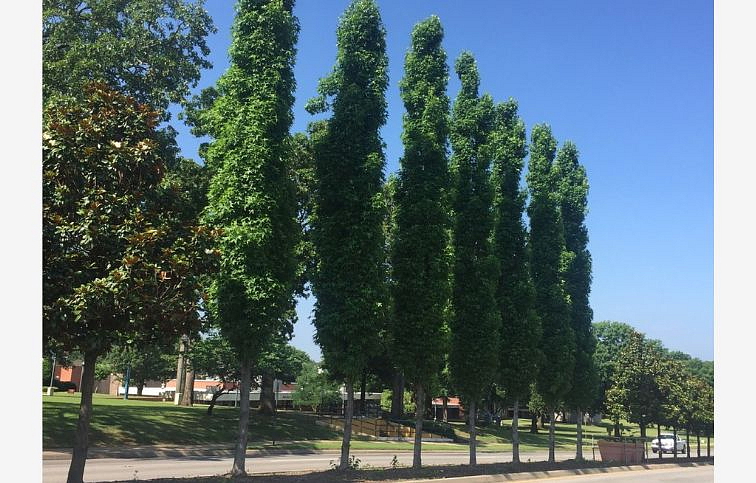 Ambrovník styraxový Slender Sillhouette 200-250 cm, kont. 20 l