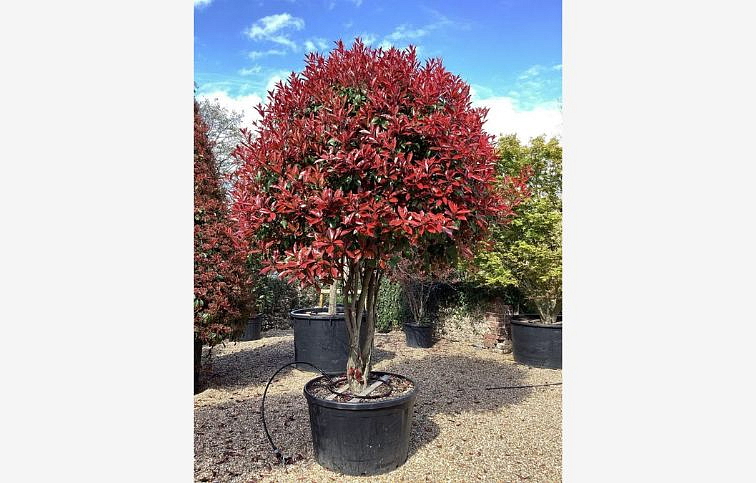 Červienka fraserová Robusta Compact Multikmeň 180-200cm, kont. 90 l