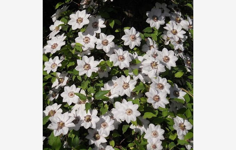 Plamienok Miss Bateman 50-60 cm - Clematis, kont. p15