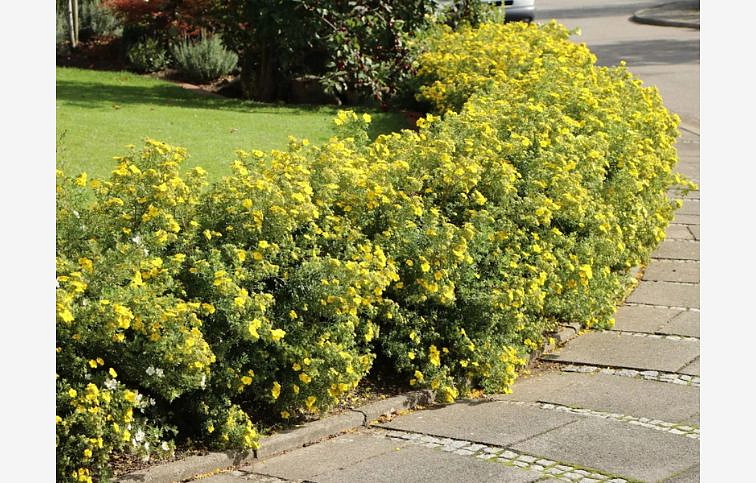 Nátržník krovitý Goldstar - Potentilla fruticosa kont. 1,5 l