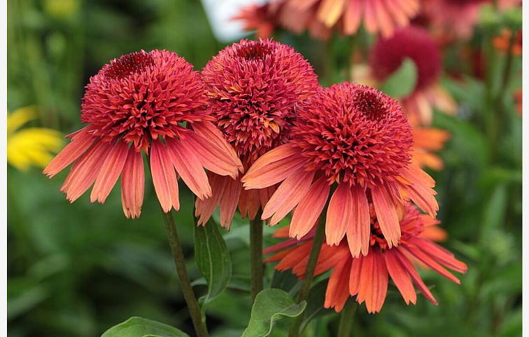 Echinacea purpurová Carrot Cake, kont. 1 l