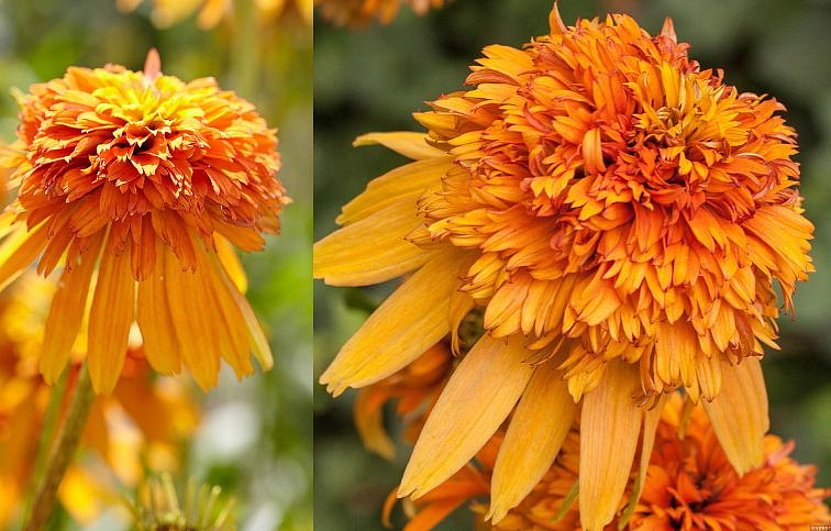 Echinacea purpurová Marmalade, kont. 1 l