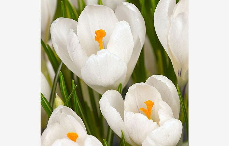 Krokus Jeanne dArc, kont. p9