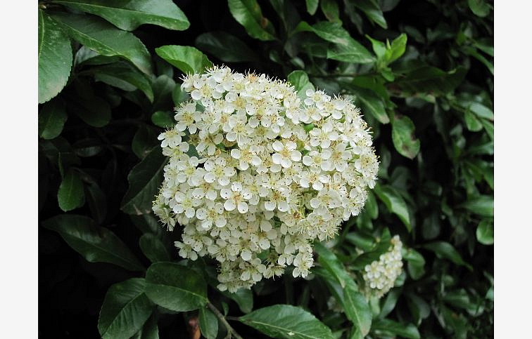 Hlohyňa šarlátová červená 170-200cm, kont. 10 l