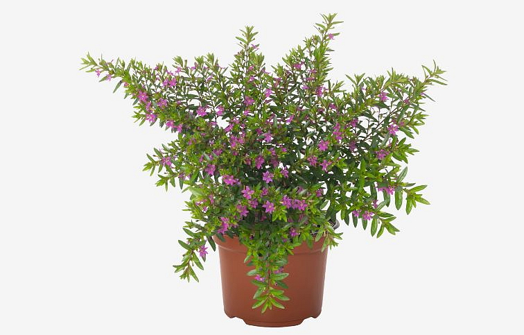 Kufea My Cap Purple - Cuphea, kont. 0,5 l