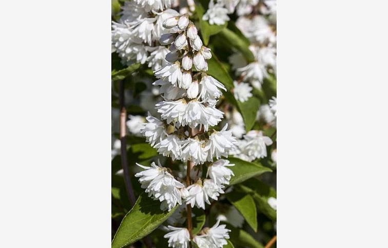 Trojpuk veľkolepý 40-60cm - Deutzia magnifica kont. 2 l