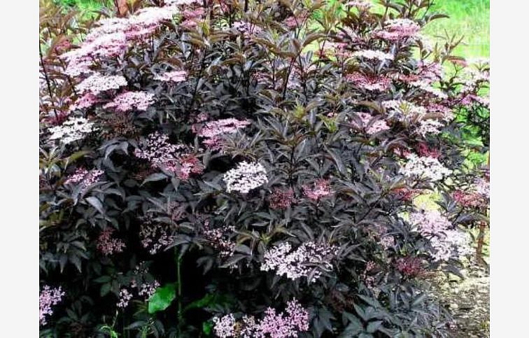 Baza čierna Black Beauty 20-40 cm, kont. 3 l