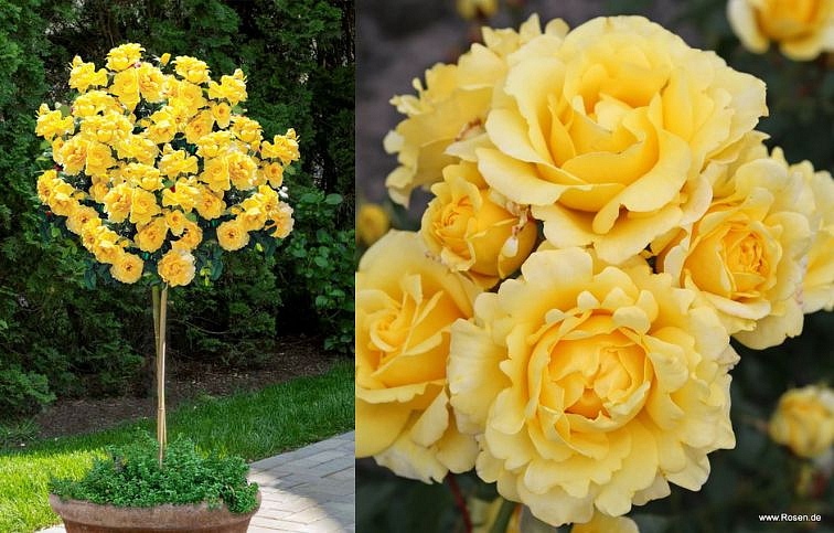 Ruža Sunmaid - Kordes na 50-60cm kmienku, výška 80-100cm, kont. 10 l