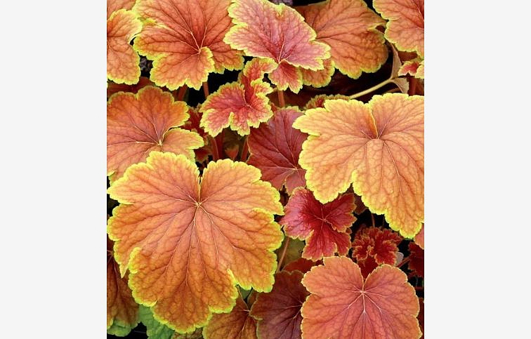 Heuchera Delta Down, kont. 0,5 l