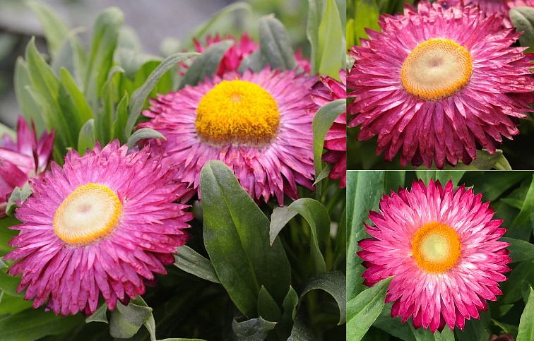 Slamienka Sunbrella Magenta - Bracteantha, kont. 0,7 l