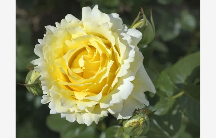 Ruža popínavá Cyrano De Bergerac Giallo Bianco 140-200 cm - Meilland, kont. 5 l