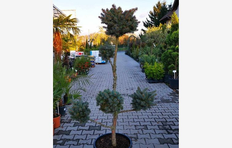 Smrek pichľavý Hoopsii bonsaj 120-150 cm, kont. 35 l