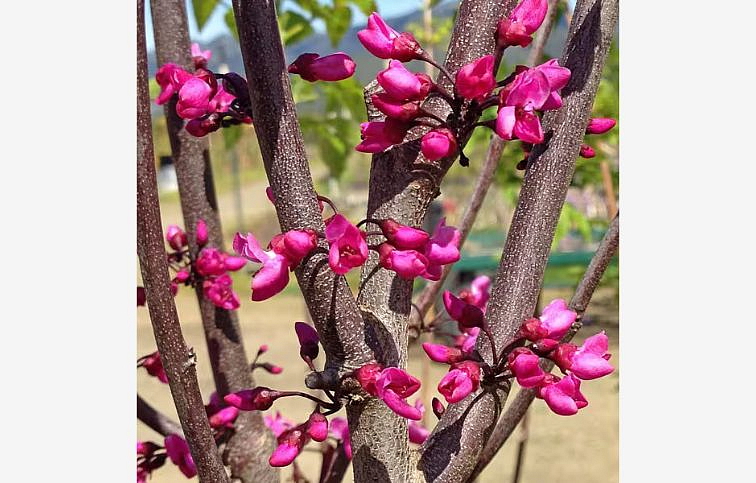 Judášovec kanadský Merlot 200-220cm, kont. 25 l