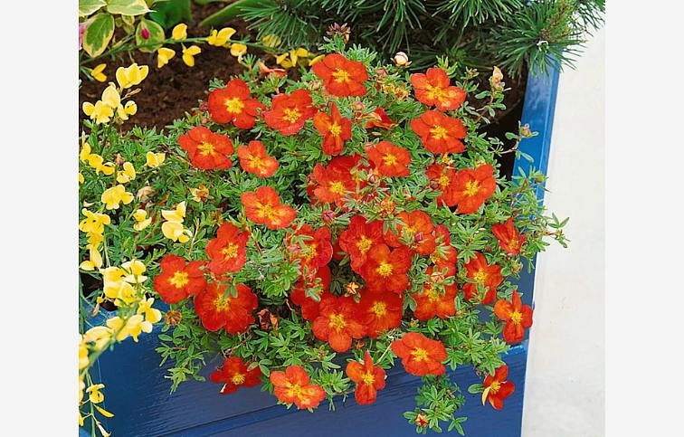 Nátržník krovitý Marian Red Robin - Potentilla fruticosa kont. 1,5 l