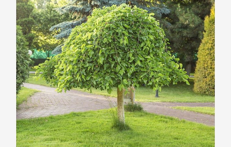 Moruša biela Pendula na kmienku, výška 130-150 cm, obvod kmeňa 6-8cm, kont. 15 l