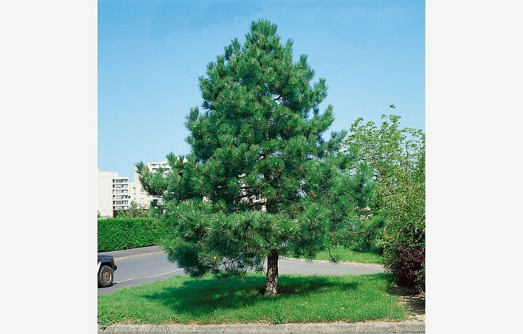 Borovica čierna 40-60cm - Pinus nigra kont. 3 l