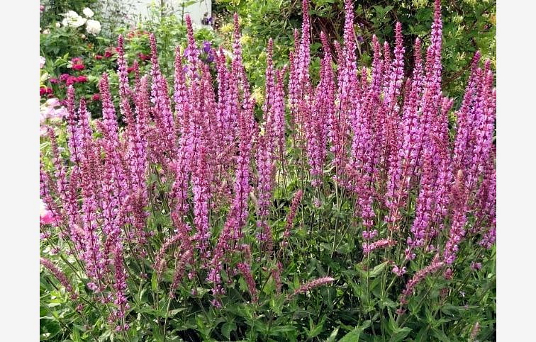 Šalvia hájna Rosakönigin - Salvia nemorosa, kont. 0,5 l