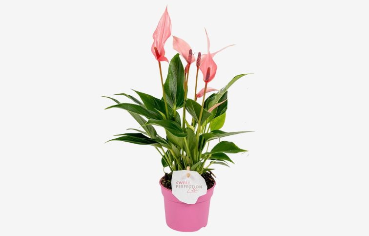 Antúria Banderola Sweet ružová 20-30cm - Anthurium, kont. p9