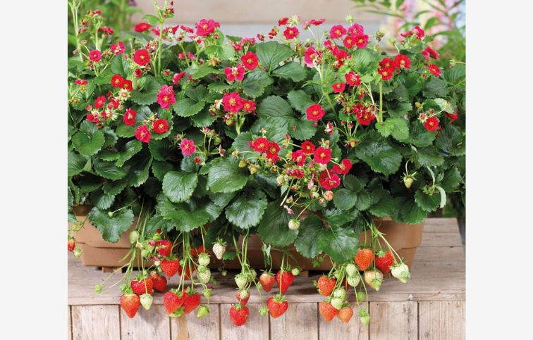 Jahoda previsnutá stálerodiaca Summer Breeze Rose - Fragaria, kont. 0,5 l
