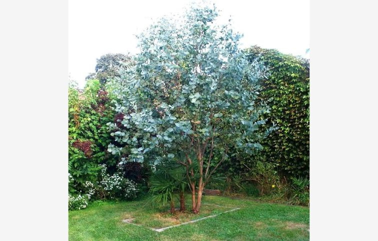 Eukalyptus GUNNII Azura 30-40 cm, kont. p15