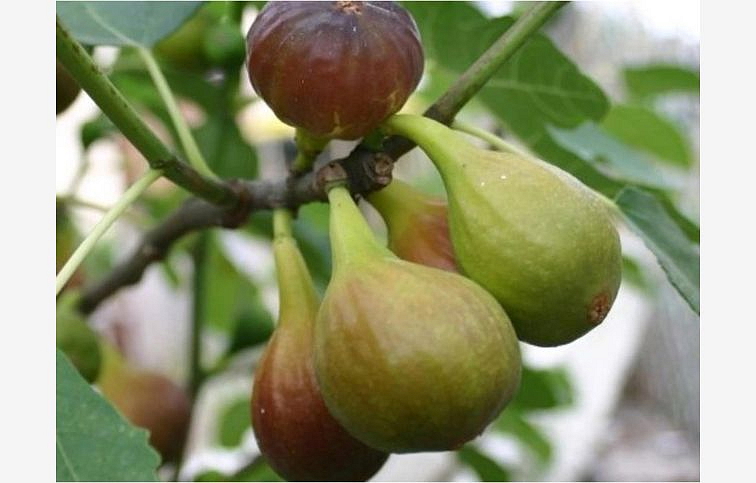 Figovník Goutte dOR 40-70cm, kont. 9 l