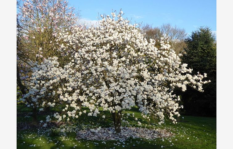 Magnólia Manchu Fan 100-120cm, kont. 10 l